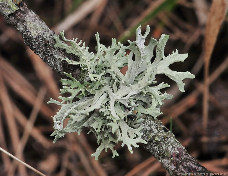 Licheni del Casentino